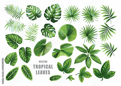 Tropical leaves collection. Hawaiian plants set. Botanical illustration. Vector elements isolated on a white background. 