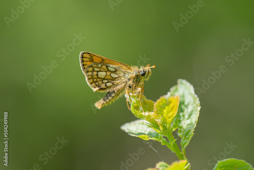 Chequered skipper (Carterocephalus  palaemon) rests on a twig. photo