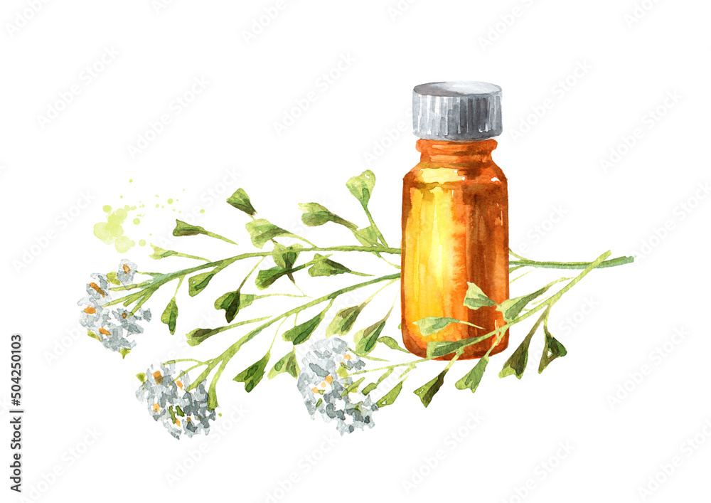 Medicinal plant Shepherd's bag or Capsella bursa pastoris tincture or essential oil. Hand drawn watercolor illustration isolated on white background Medicinal plant Shepherd's bag or Capsella bursa pastoris tincture or essential oil. Hand drawn watercolor illustration isolated on white background