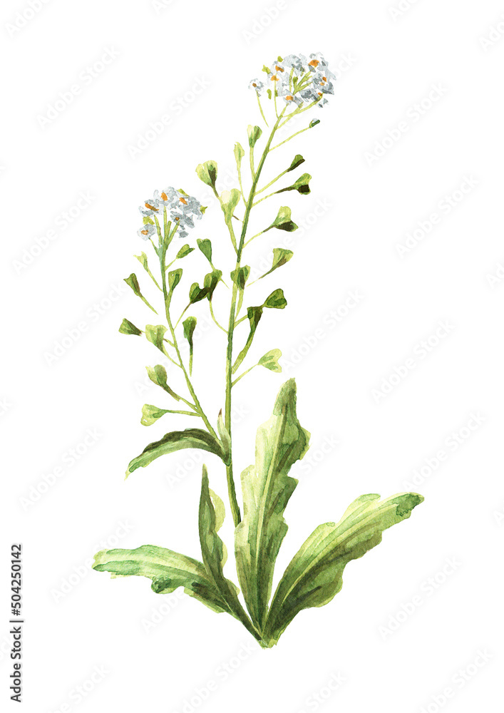 Fototapeta premium Field flowers, medicinal plant, Blooming shepherd's bag or Capsella bursa pastoris. Hand drawn watercolor illustration isolated on white background