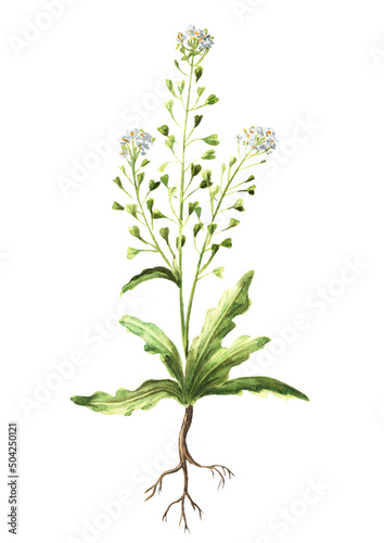 Medicinal plant, Blooming shepherd's bag or Capsella bursa pastoris stem with root. Hand drawn watercolor illustration isolated on white background