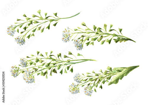 Field flowers, medicinal plant, Blooming shepherd's bag or Capsella bursa pastoris set. Hand  drawn watercolor  illustration isolated on white background