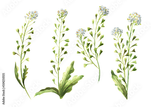 Field flowers, medicinal plant, Blooming shepherd's bag or Capsella bursa pastoris set. Hand drawn watercolor illustration, isolated on white background