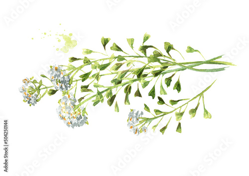 Field flowers, medicinal plant, Blooming shepherd's bag or Capsella bursa pastoris. Hand drawn watercolor illustration isolated on white background