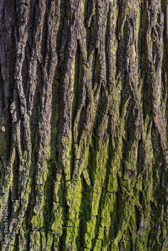 background or texture in the form of tree bark