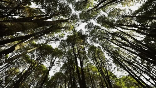 Low angle shot of the tall trees in the forest in Puerto Blest, Bariloche, Patagonia Argentina. Beautiful natural texture, sunlight and pattern. Slowly rotating view of the trees in the woodland. photo