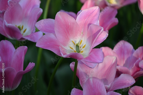 Pink tulips background. Beautiful tulip in the meadow. Flower bud in spring in the sunlight. Flowerbed with flowers. Tulip close-up. Pink flower