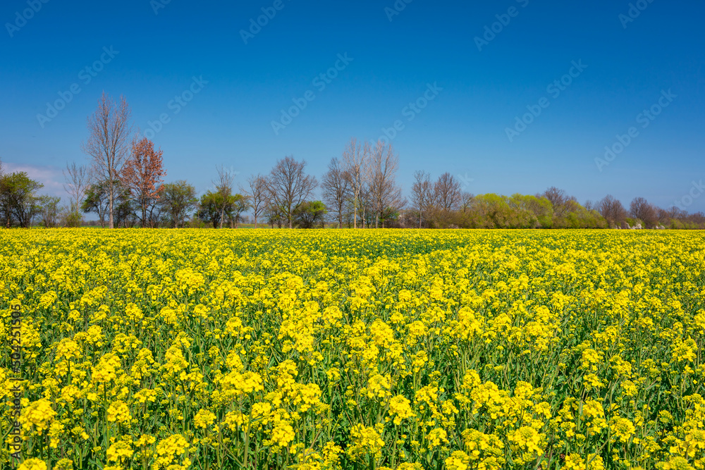 Beautiful landscape with the yellow rapeseed field at sunny day, Poland