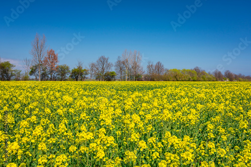 Beautiful landscape with the yellow rapeseed field at sunny day, Poland © Patryk Kosmider