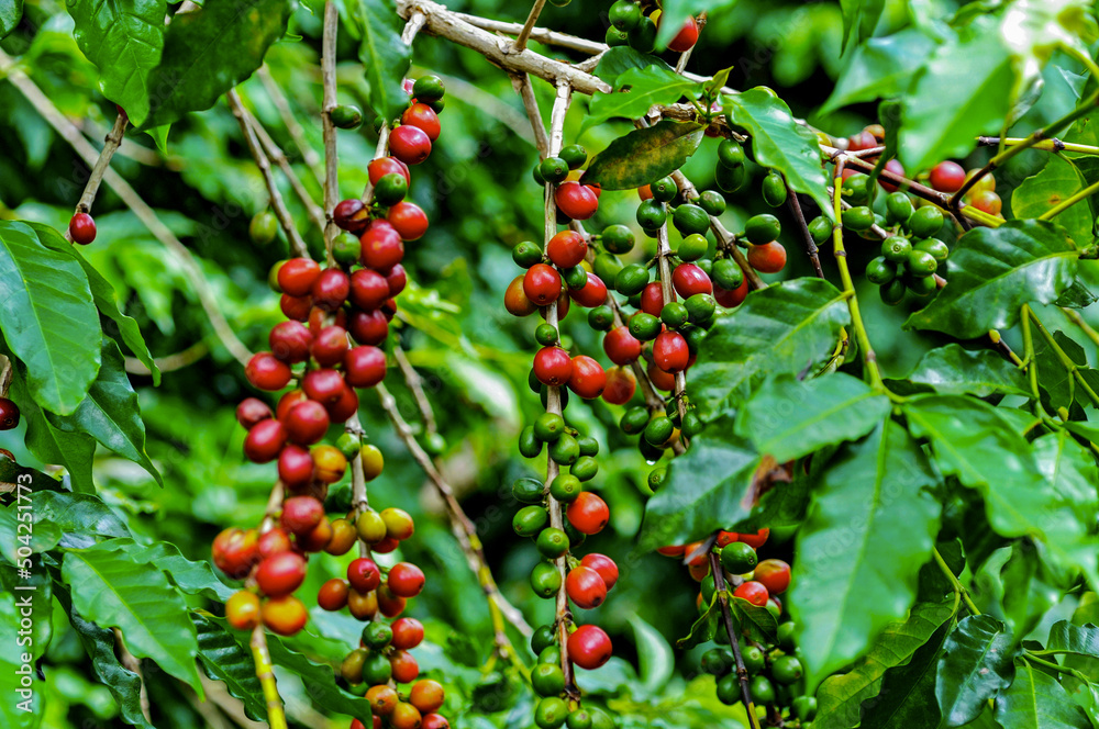 Obraz premium Bagas de café brasileiro
