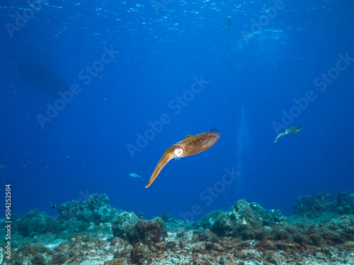 Seascape with Reef Squid in the coral reef of the Caribbean Sea, Curacao