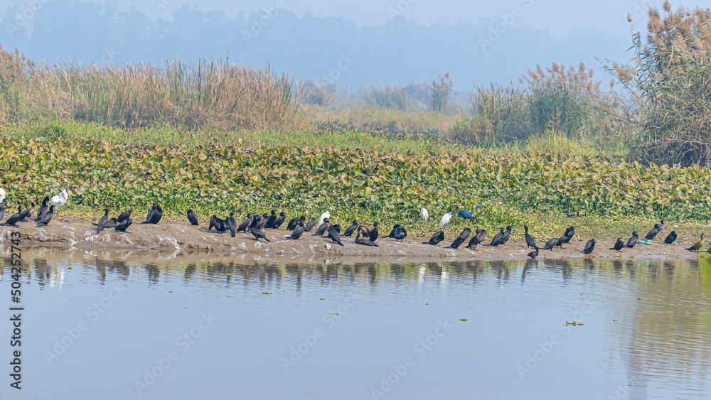 Some water birds resting near lake Some water birds resting near lake