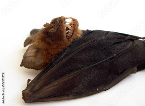 Real tropical bat Hipposideros larvatus bared mouth, fangs. Horror. Taxidermy. Halloween photo