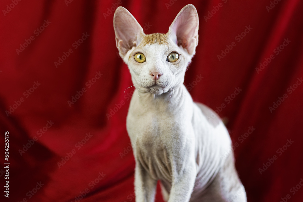 A white-red sphynx cat sitting on a red background
