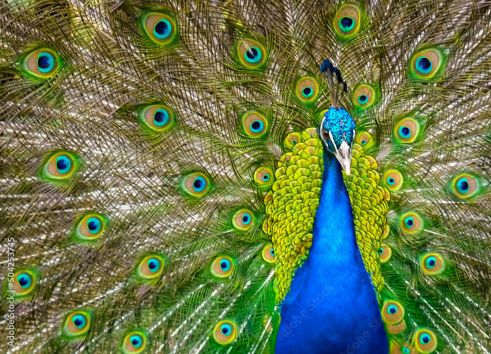 Obraz premium Beautiful, blue peacock with unfolded feathers