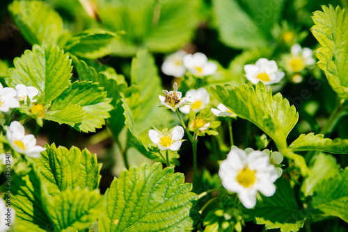 Strawberry patch on an organic farm on a sunny day.Blooming strawberries grow in a flower bed in spring. Summer white strawberry flowers.Bees pollinate flowers.