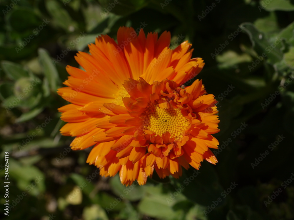 Frühlingsblumen Frühlingsblumen