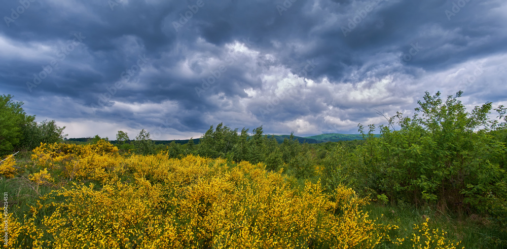 Blooming Cytisus under a dramatic cloudy sky. Yellow flowers in the Carpathian fields. Summer landscape before a thunderstorm