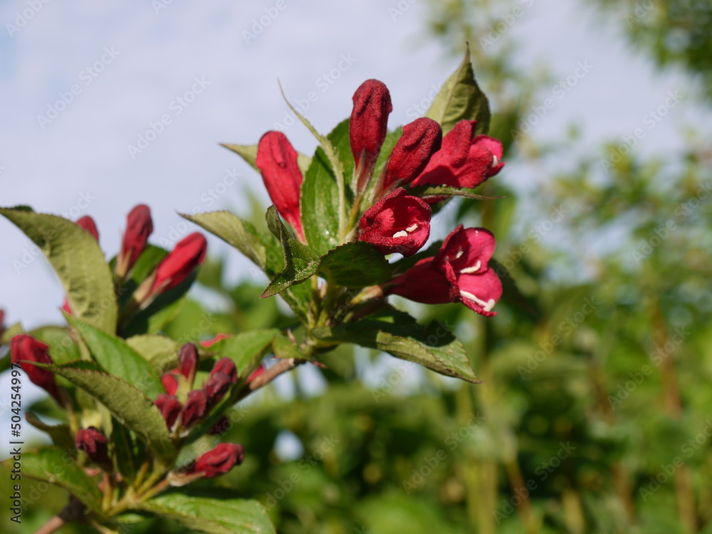 In der Natur In der Natur