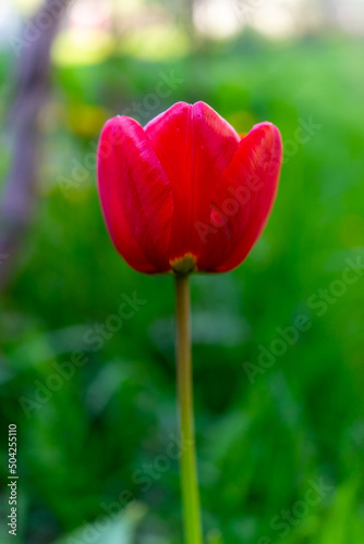 Red blooming tulip on a green background