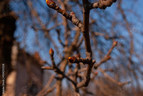 branches of a tree