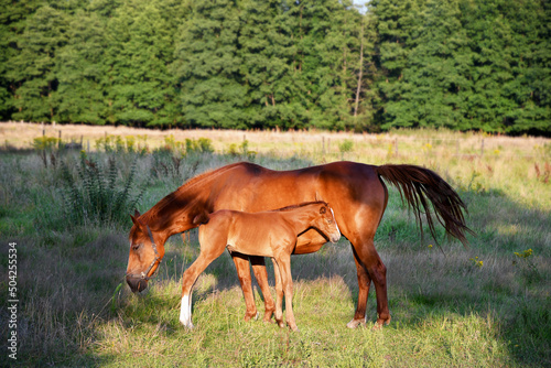 Fototapeta Naklejka Na Ścianę i Meble -  Mom horse with a small foal stand in the rays of the bright sun on the lawn