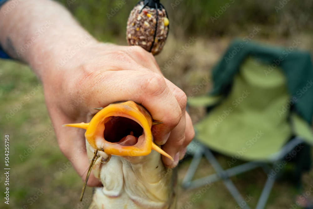 beautyful healthy big fish never catched before. Carp with open mouth. beautyful healthy big fish never catched before. Carp with open mouth.