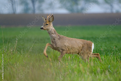 Fototapeta Naklejka Na Ścianę i Meble -  Young  Roe deer in a green grassland
