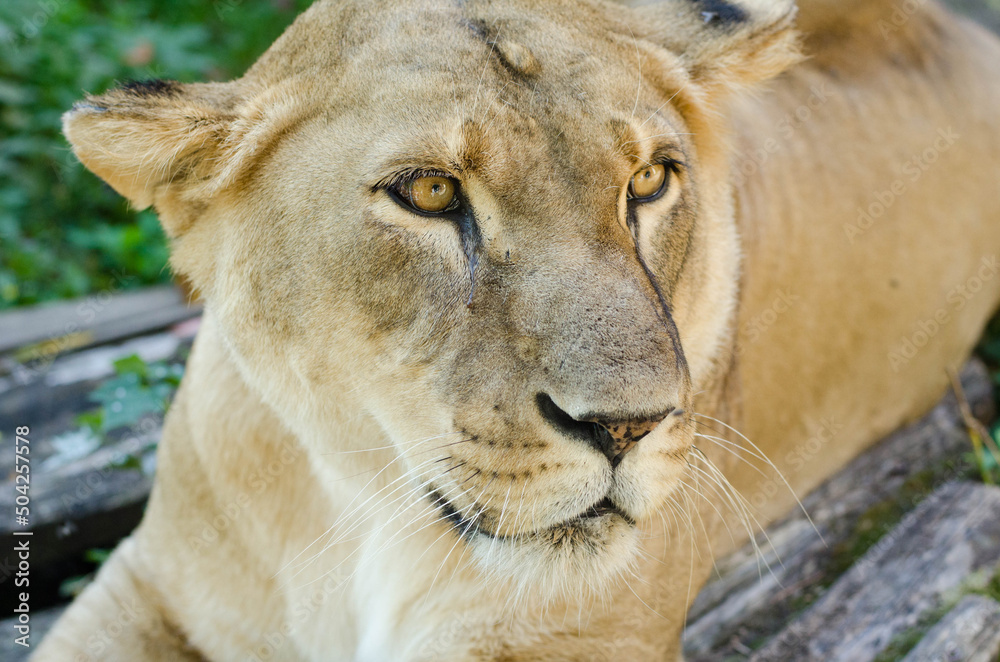 Fototapeta premium Calm lion