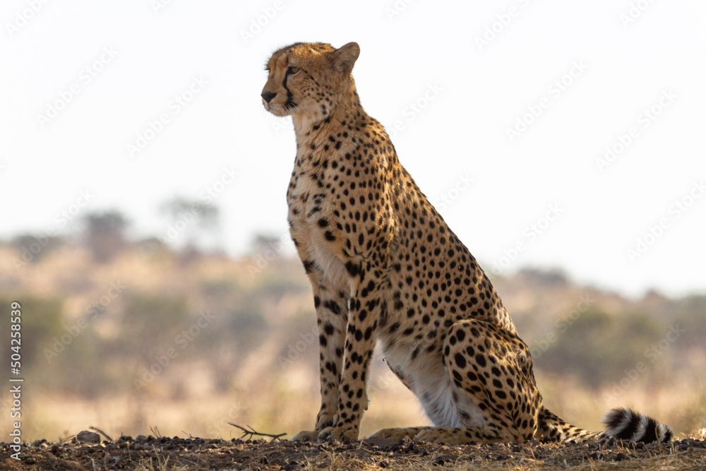 Cheetah sitting on the ground looking into the distance Cheetah sitting on the ground looking into the distance