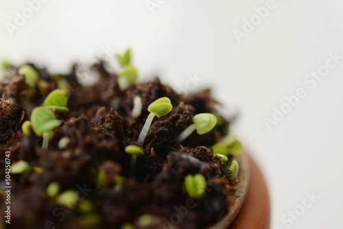 Pot de plantes en croissance photo
