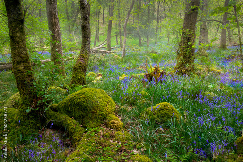 Bluebells in an Ancient forest