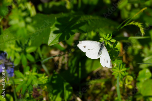 Small white butterfly (Pieris rapae) perched on green plant in Zurich, Switzerland
