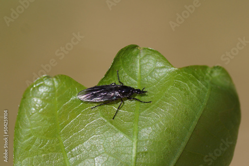 Close up female Fever Fly (Dilophus febrilis), family Bibionidae on a young oak leaf. Spring, May, Dutch garden, Netherlands. photo