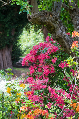 Colourful azalea and rhododendron flowers outside the walled garden at Eastcote House Gardens, London Borough of Hillingdon, west London, UK. 