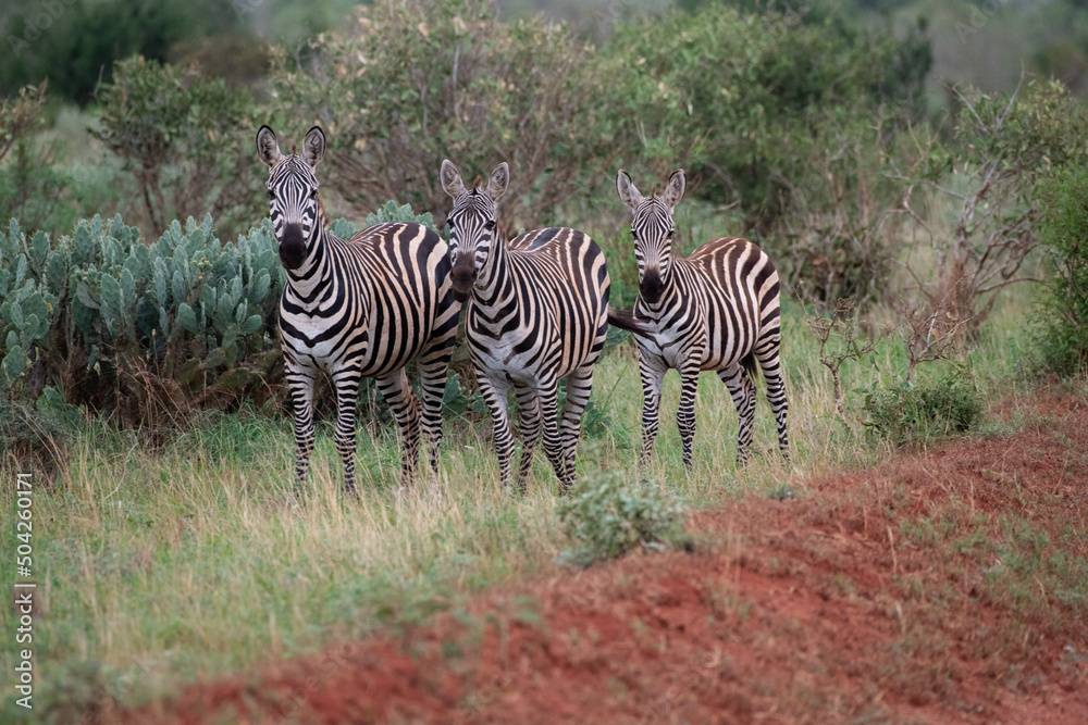 Fototapeta premium Zebras in einem afrikanischen Nationalpark 