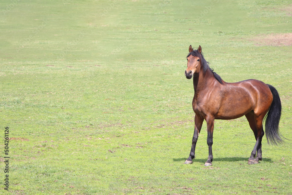 A beautiful brown horse grazing in the field. Copy space. A beautiful brown horse grazing in the field. Copy space.