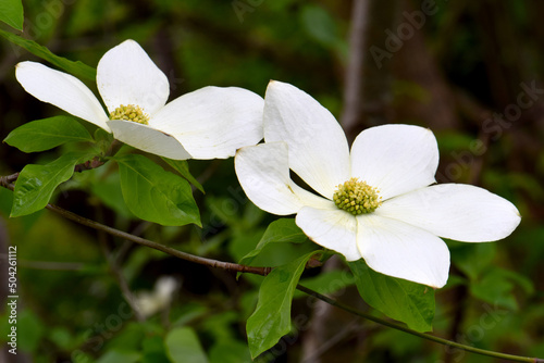 Pacific Dogwood White Blossoms 02