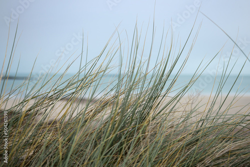 Herbes hautes dunes de la plage du littoral breton