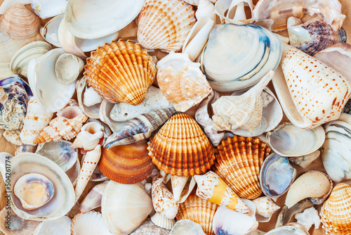 Summer flat lay, pile of colorful seashells close-up