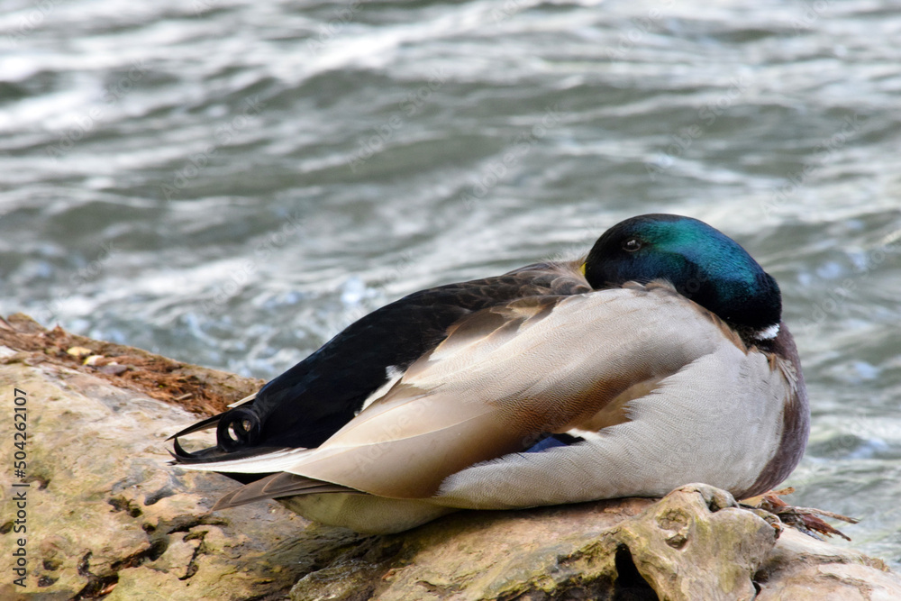 Fototapeta premium Male Mallard Snoozing Log 02