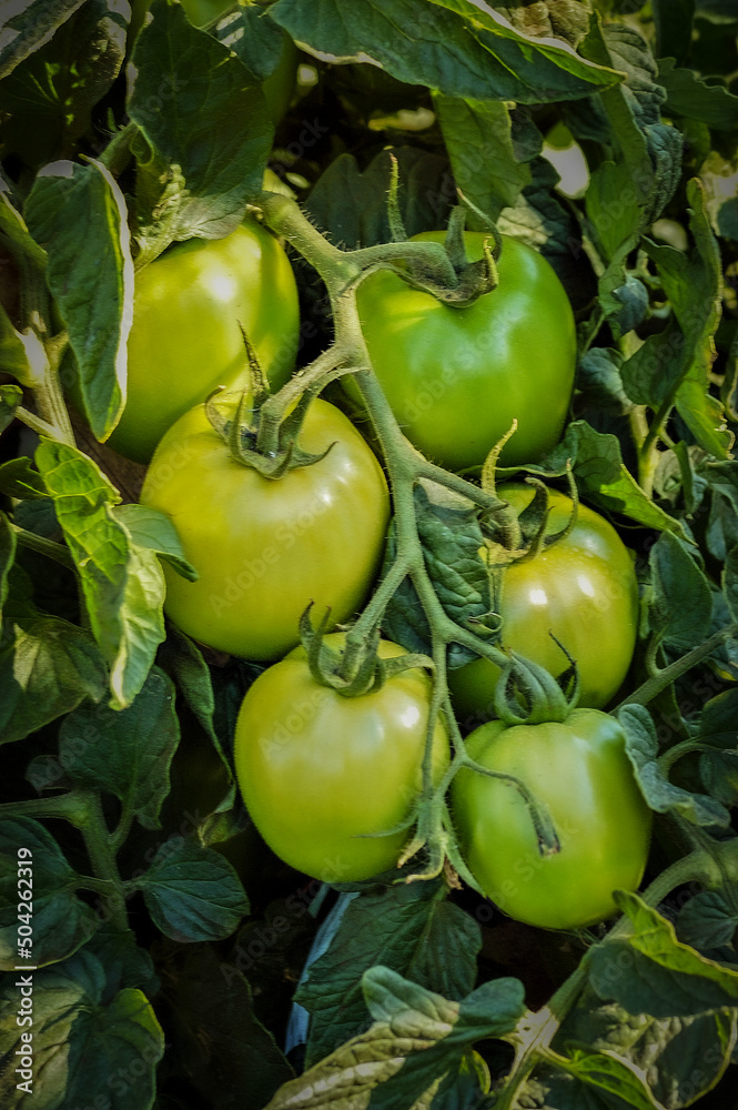 Ramas de tomate rasteiros verdes