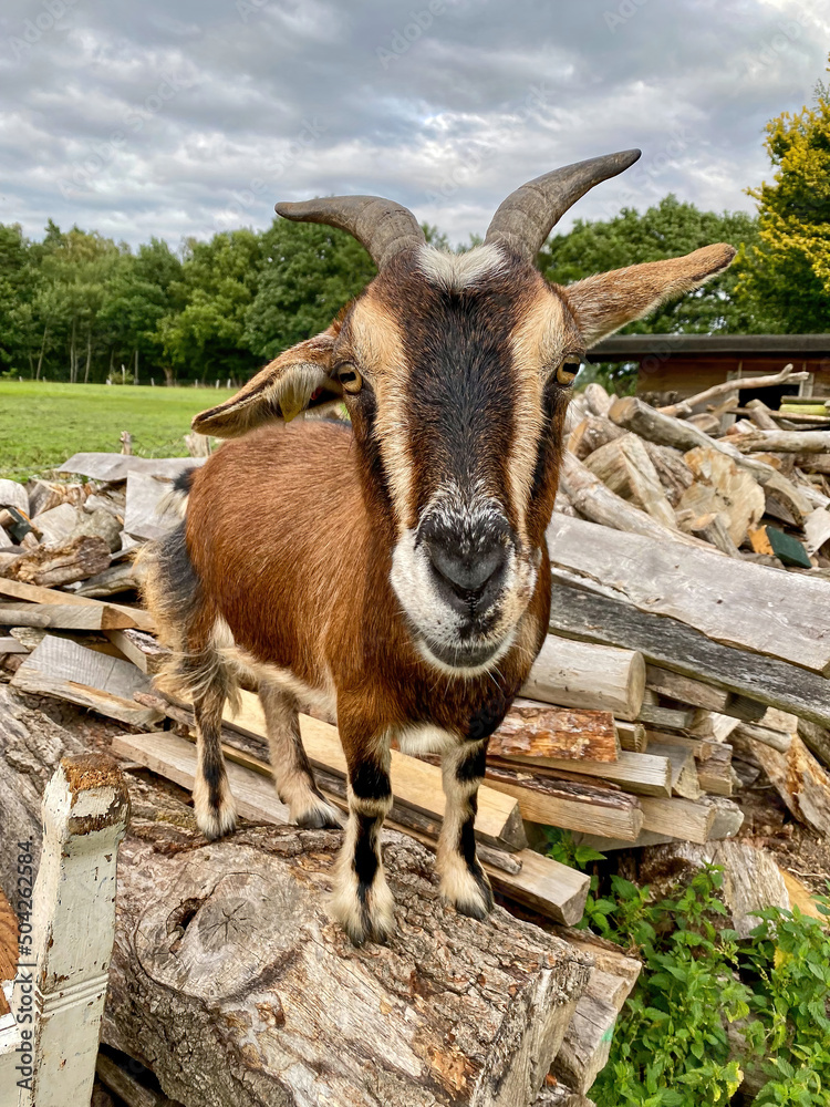 Outdoor happy goat is looking funny in close up view Outdoor happy goat is looking funny in close up view