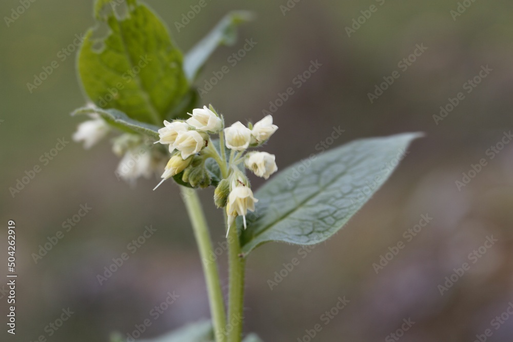 Bulbous comfrey, Symphytum bulbosum Bulbous comfrey, Symphytum bulbosum