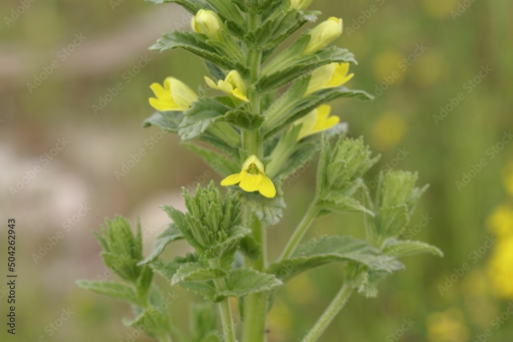 Yellow bartsia, Parentucellia viscosa Yellow bartsia, Parentucellia viscosa