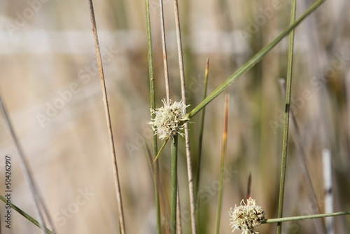 Flower of a roundhead bulrush, Scirpoides holoschoenus photo