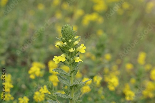 Yellow bartsia, Parentucellia viscosa photo