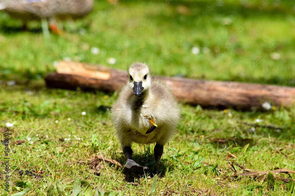 Fototapeta premium Gosling Shuffle 04