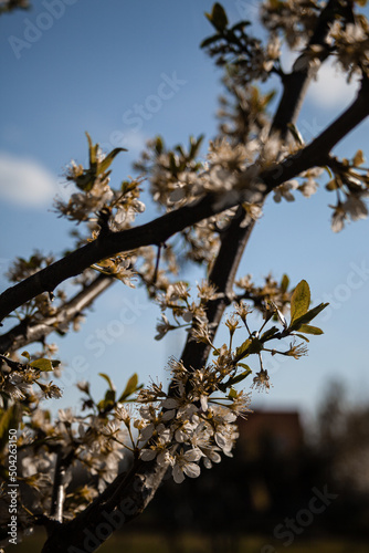 Close-up of spring blooming white flowers, fruit trees in the garden.