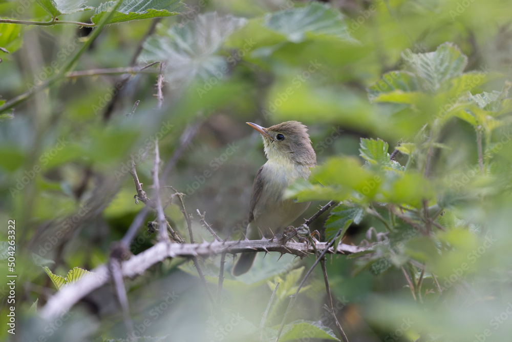 Fototapeta premium Melodious warbler Hippolais polyglotta male singing on bramble in Central France